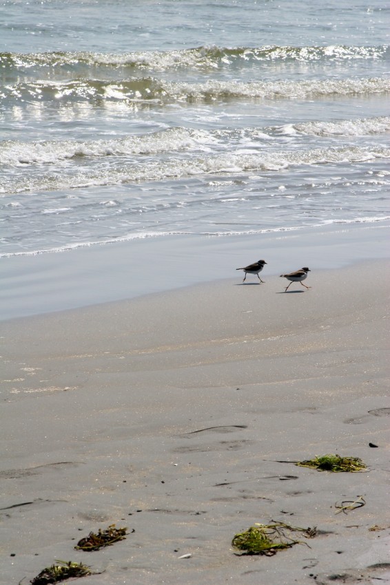 plovers/lovers