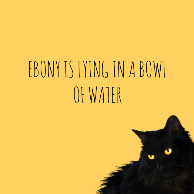 ebony is lying in a bowl of water // movita beaucoup