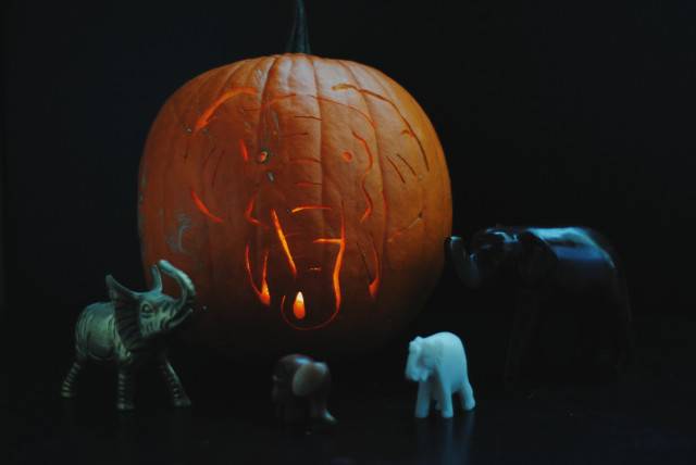 lan & dw's pumpkin | movitabeaucoup.com